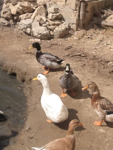 Ördəklər: Salam hamıya dalaşan yaşılbaş çöl. ördəyi satıram istəyən buyursun -da lalafo.az — 4 Ördəklər: Salam hamıya dalaşan yaşılbaş çöl. ördəyi satıram istəyən buyursun — 4