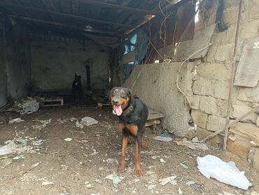 pitbull iti satilir: Doberman, 1 il, Erkek, Ünvandan götürmə