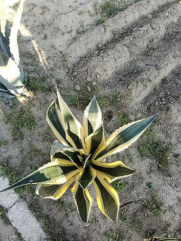 mal dili kaktus: Aqava (Agave) dekorativ sukulent kolları satılır . müxtəlif ölçülərdə — 2