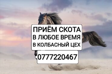 Куплю | Коровы, быки, Лошади, кони | Круглосуточно, Любое состояние, Забитый