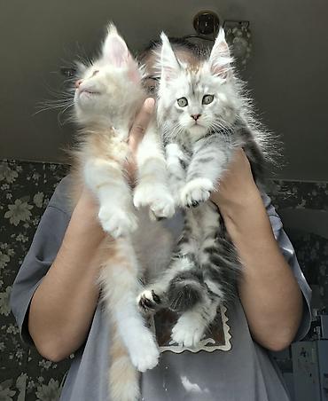 кошка породы мейн кун: ✨ Шикарные котята-полидакты ✨ В продаже очаровательные — 2
