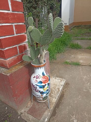 Baštenska dekoracija: Kaktusiviše vrsta i veličina, preuzimanje lično i dogovor — 5