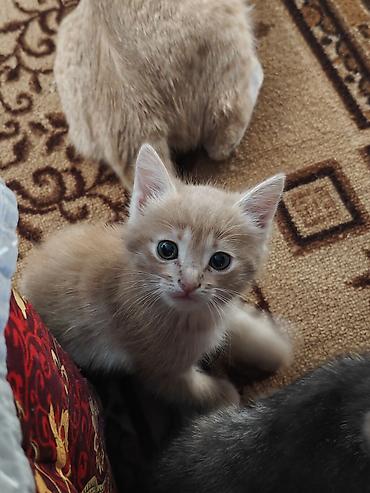 кошка крысолов: Кошка даром: Беспородная, 2 месяца, Мальчик, Приучена к лотку — 3
