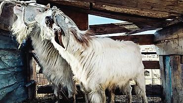 Козы, козлы: Продаю | Козёл (самец) | Полукровка | Для разведения | Осеменитель — 3