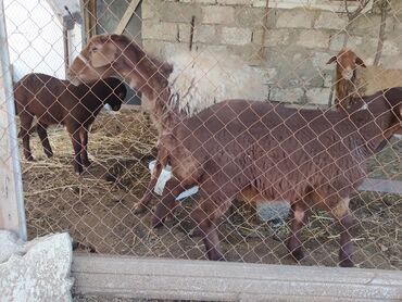 dişi qoyun: Dişi, Qala, il: 1, Damazlıq, Ünvandan götürmə