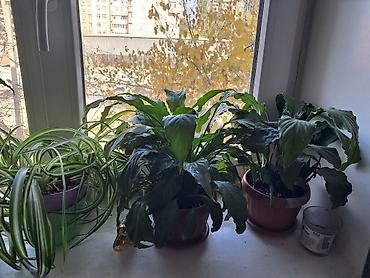 покрывалы: Комнатные растения в горшках: спатифиллум и пеперомия, замиакулькас — 6
