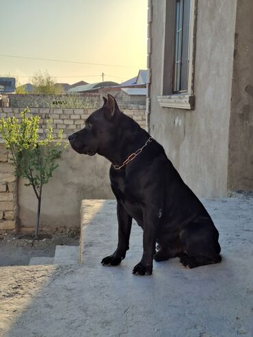 Akvariumlar: Kane-Korso, 1 il, Erkek, Peyvəndli, Ünvandan götürmə