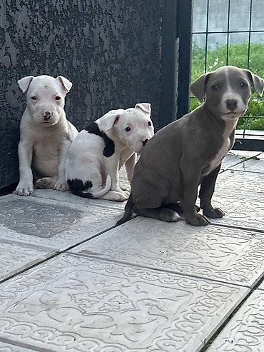 Продажа собак: Питбуль, 1 месяц, Самец — 5