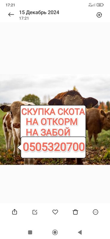 коный спорт: Куплю | Коровы, быки, Лошади, кони | На откорм, Откормленные