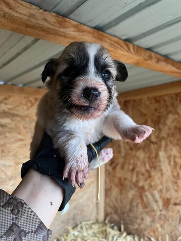 Продажа собак: Щенки (малыши на фото) - Возраст: совсем маленькие, уже открыли — 10