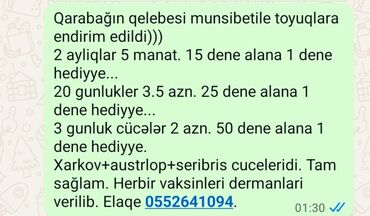 Gəmiricilər: Toyuq və cücə satışı – endirimli paketlər Növlər: Xarkov + Australorp
