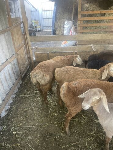 романовская порода овец: Продам ягнят срочно