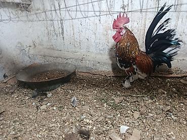 barter itle: Salam yaponka fərəsi ilə barter olunur baxır təklifə — 1