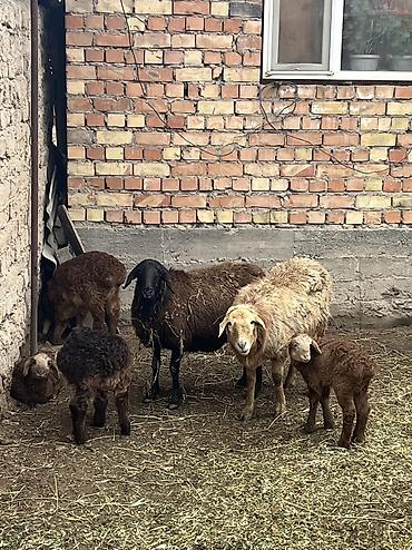 Другие животные: Асалоому алейкум 7 баш козулу кой бар козулар чон 7 баш бооз кой — 5