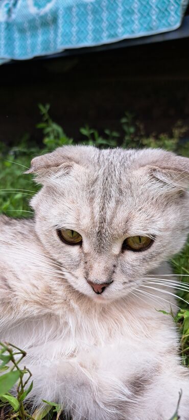 сибирская кошка черно белая: Кошка даром: Скотиш Фолд (Шотландская вислоухая), 3 года, Девочка