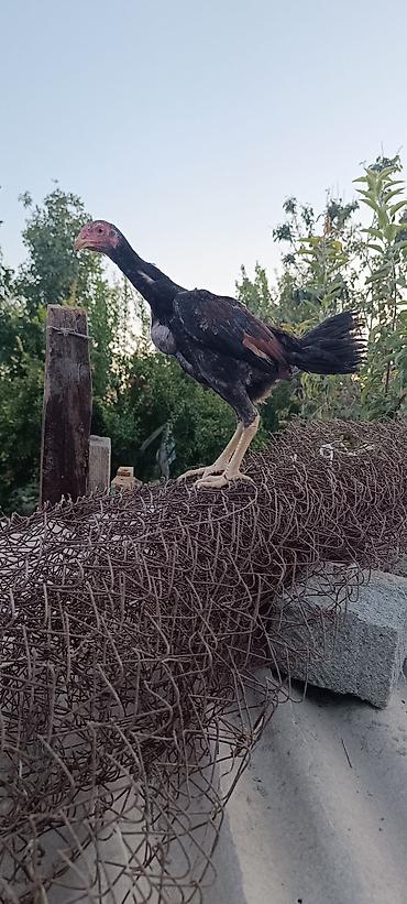 danişan quş: Heyratı becə tam saglam heyvandi 3 ayliq cinsi qani temiz heyvandi — 3