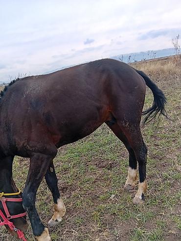 Лошади, кони: Продаю | Жеребец | Рабочий | Мерин — 3