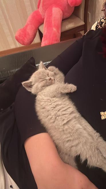 Кошки: Boz tüklü balaca pişik balası - Cinsə bənzər görünüş: qısa tüklü, sıx — 7