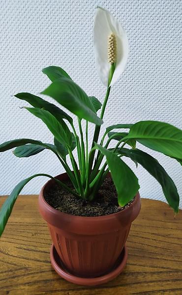 Денежное дерево: Денежное дерево отросток - 50 и 100 сом. Спатифилум, женское счастье — 7