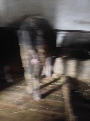 Коровы, быки: Продаю | Бык (самец) | На откорм — 5