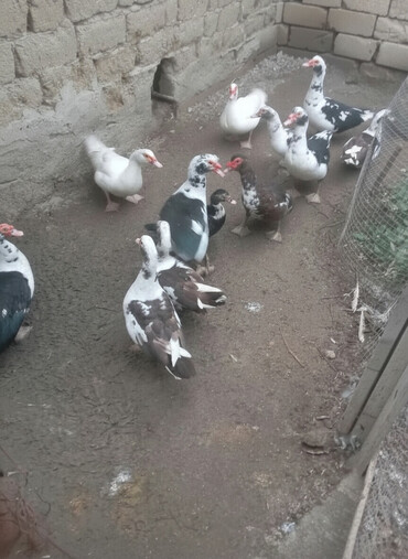 Ördəklər: Muscovy (hind) ördəkləri – qarışıq rənglərdə sürü - Növlər — 1