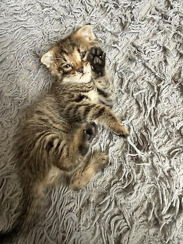 котята токмак: Беспородная, 1 месяц, Мальчик, Приучена к лотку — 3