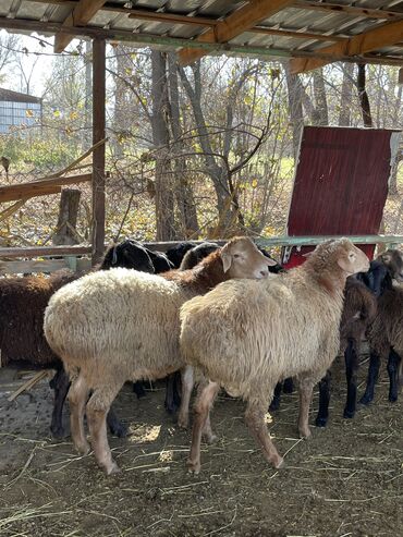 Продам с/х животных: Продаю | Баран (самец) | Для разведения, Для шерсти, На забой