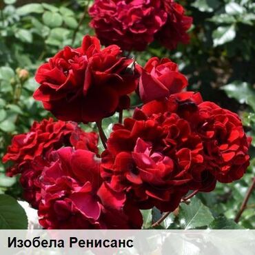 кухонный гарнитур фото и цены бишкек: Саженцы цветка: Розы, Самовывоз