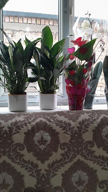 Антуриумы: Комнатные цветы в горшках — праздничная коллекция: - Антуриум — 6