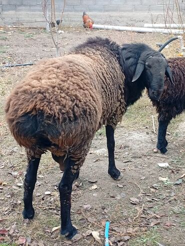 продажа щенков немецкой овчарки в бишкеке с документами: Продаю | Баран (самец) | Эдильбаевская | Для разведения | Осеменитель