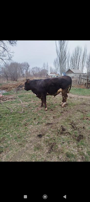 Коровы, быки: Продаю | Бык (самец) | Для разведения | Племенные — 9