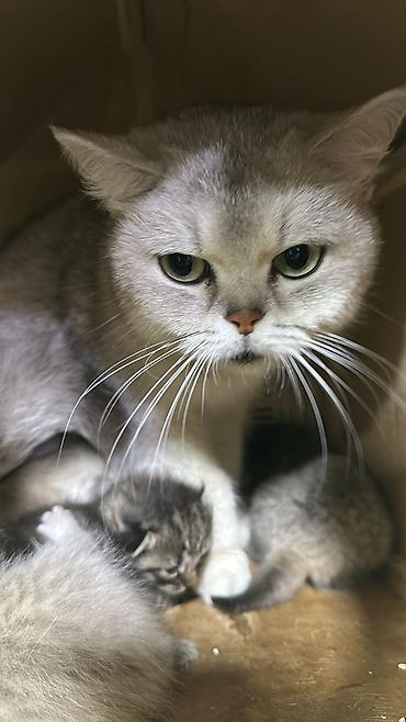 Pişiklər: Şotland — 7