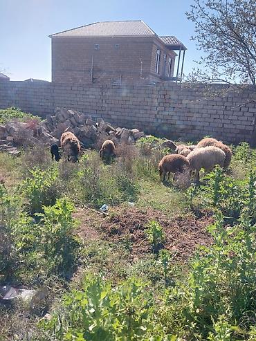 Qoyunlar, qoçlar: Razılaşma yolu ilə çox təcili satılır.balalı balasız fərq etmir — 23