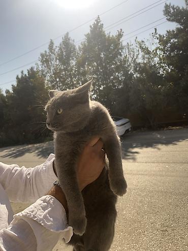 Pişiklər: Boz tüklü, qısa tüklü ev pişiyi - Rəng: tam bərabər tünd-boz (mavi — 2