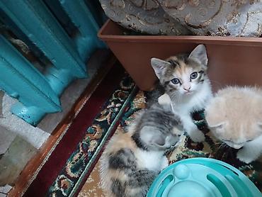 Отдам даром кошку: Котята в добрые руки. одна девочка, два мальчика проглистованы, едят — 1