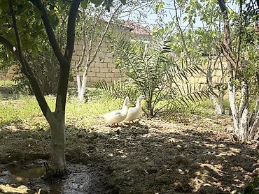 memar: 4 otaqlı, 272 kv. m, Kredit yoxdur, Orta təmir — 8
