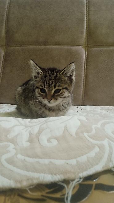 русская голубая кошка купить: Котёнок полосатый, домашний. Мягкая плюшевая шерсть с тёмными — 1