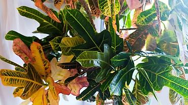 яркие: Кротон (Codiaeum variegatum) в кадке — декоративное дерево с яркой — 2