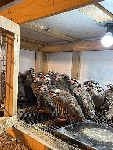 barred rock: Məhsul: Dağ kekliyi (Alectoris chukar) – sürü halında Təsvir: - — 3