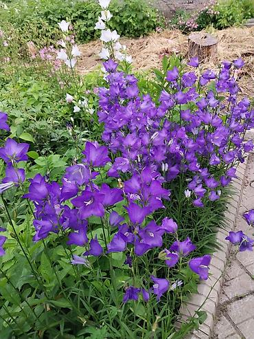 Продажа дач: 🏡 Срочно!!!Продается ухоженная дача. 📌 О доме: 	•	Кирпичный дом:56кв.м — 14