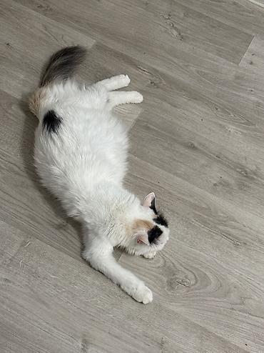 годик: Отдаю двух котов и кошку в добрые и ответственные руки! Связи с — 1