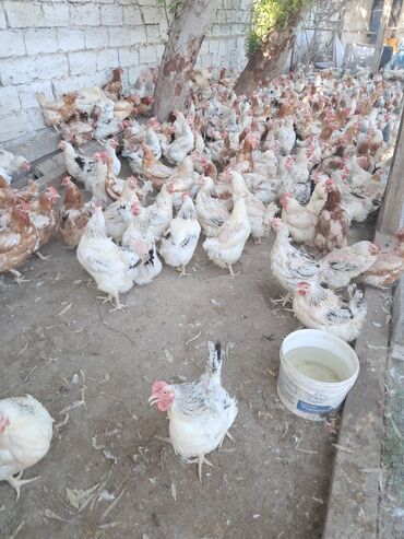 Digər quşlar: Yeni 11 ayliq toyuqlarimiz geldi hem kloyla hemded ededle satilir