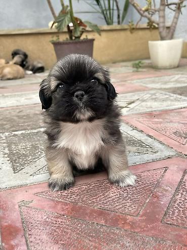 İtlər: Pekines — 4