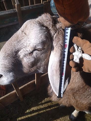 Баран, овца: Продаю | Баран (самец) | Арашан | Для разведения | Племенные, Матка — 9