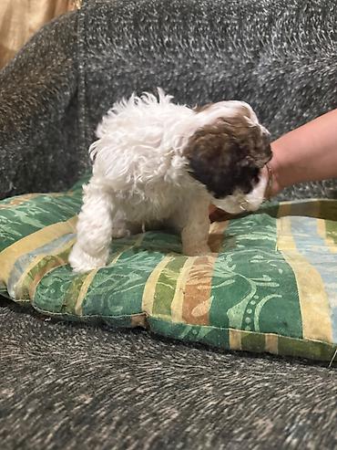 İtlər: Pudel, 1 ay, Dişi -da lalafo.az — 9 İtlər: Pudel, 1 ay, Dişi — 9