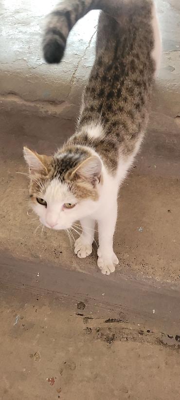 пародистые кошки: Девочка — 3