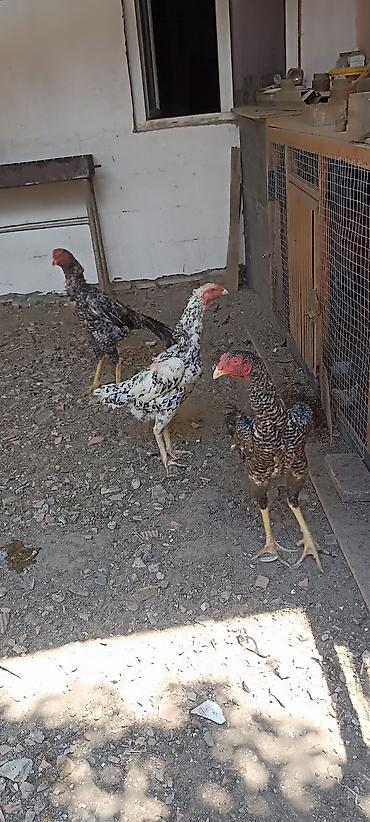 heyrətilər: Şamo qarışıq heyratılardı fərə yumurtlayır beçələr biri 5 biri 6 — 1