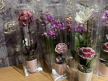 Орхидеи: Орхидея оптом и в розницу принимаем корпоративные заказы !!! Г at lalafo.kg — 1 Орхидеи: Орхидея оптом и в розницу принимаем корпоративные заказы !!! Г — 1