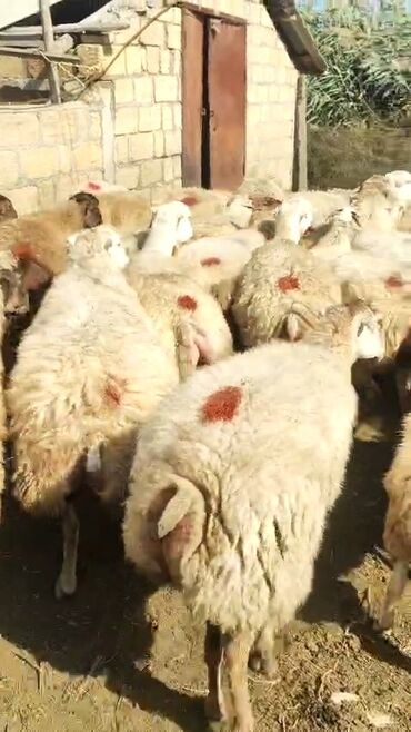 bakida cins ineklerin satisi: Самка, лет: 1, 50 кг, Для разведения, Самовывоз