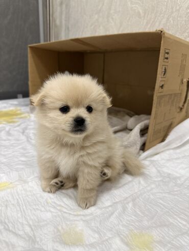 İtlər: Şpitz, 1 ay, Erkek — 7